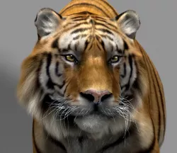 Tiger 3D model