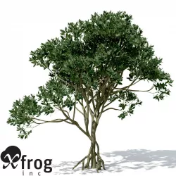 XfrogPlants Asiatic Mangrove 3D model