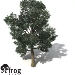 XfrogPlants Blue-Gum Eucalyptus 3D model