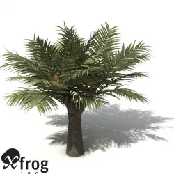 XfrogPlants Bread Palm 3D model