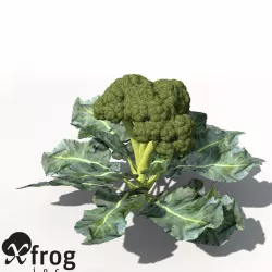 XfrogPlants Broccoli 3D model