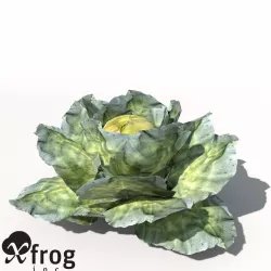 XfrogPlants Cabbage 3D model