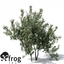 XfrogPlants Common Jasmine 3D model