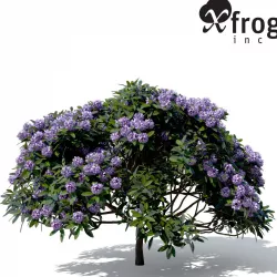 XfrogPlants Common Rhododendron 3D model
