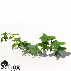 XfrogPlants Cucumber 3D model