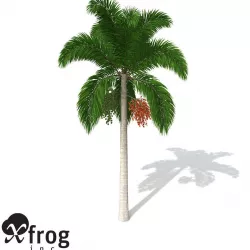 XfrogPlants Foxtail Palm 3D model
