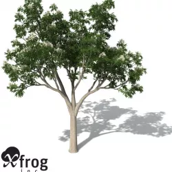 XfrogPlants Ghost Gum 3D model