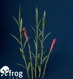 XfrogPlants Ginger 3D model