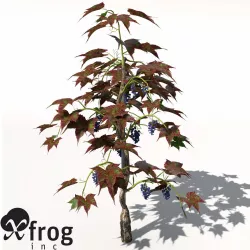 XfrogPlants Grape Vine 3D model
