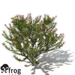 XfrogPlants Grey Spider Flower 3D model