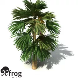 XfrogPlants Hillebrand Palm 3D model