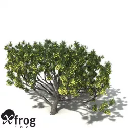 XfrogPlants Koa 3D model