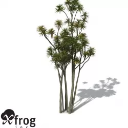 XfrogPlants New Zealand Cabbage Tree 3D model