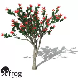 XfrogPlants Ohia Lehua 3D model