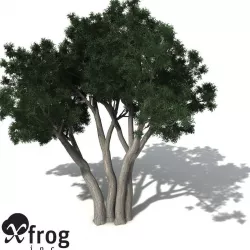 XfrogPlants River Redgum 3D model