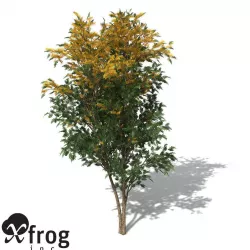 XfrogPlants Silky Oak 3D model