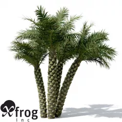 XfrogPlants Silver Date Palm 3D model