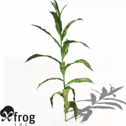 XfrogPlants Sorghum 3D model