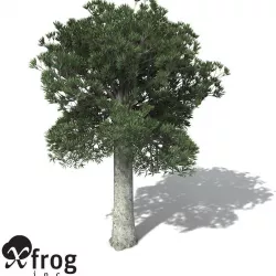 XfrogPlants White Kauri 3D model