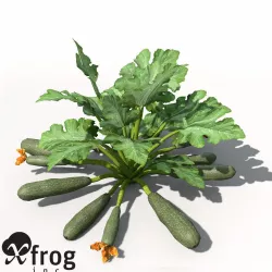 XfrogPlants Zucchini 3D model