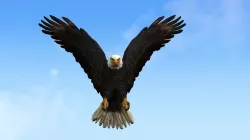 3D Animated Eagle Character 3D model