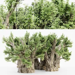 African Baobab tree 5 3D MODELS 3D model