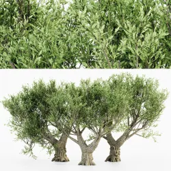 African Olive tree 3 - 3D MODELS 3D model