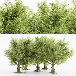 American Beech tree collection 3D model