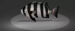Archosargus Low-poly 3D model