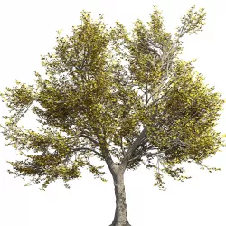 Ash-tree 3D model