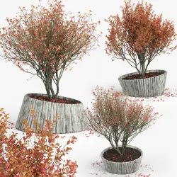 Autumn 2 3D model