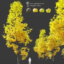 Autumn Acer cappadocicum- coliseum maple 3D model