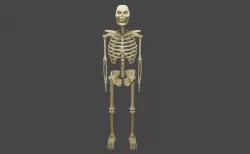 Basic Skeleton - Skull - Esqueleto 3D model