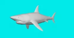 big shark 3D model