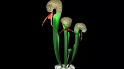 Cobra lily 3D model