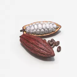 Cocoa Pod 3D model