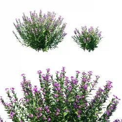 Cuphea plant 02 Low-poly 3D model