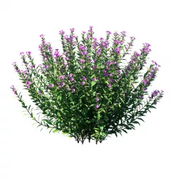 Cuphea plant Low-poly 3D model