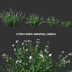 Cuphea White Whispers plant Low-poly 3D model