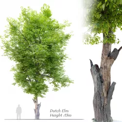 Dutch Elm- Ulmus hollandica 3D model
