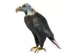 eagle 3d model 3D model