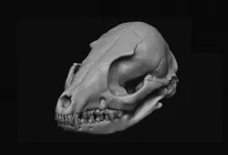 Fox Skull 3D model