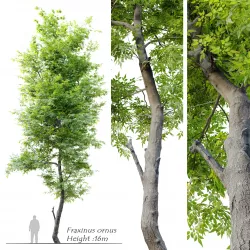 Fraxinus ornu- flowering ash 3D model