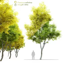 Fraxinus velutina - Arizona ash 3D model