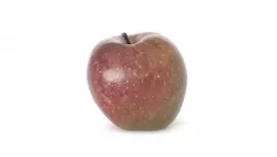 Golden Reinette Apple Fruit Photoscan Low-poly 3D model