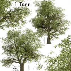 Green Ash or  Fraxinus Pennsylvanica Tree - 1 Tree 3D model
