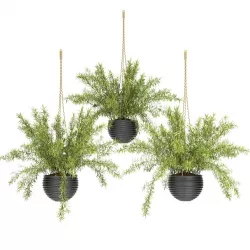 Hanging Basket plants set 3D model