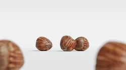 Hazelnut 007 3D model