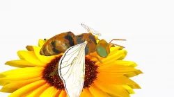 high poly and low poly bee Low-poly 3D model