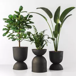 Indoor plant 3D model